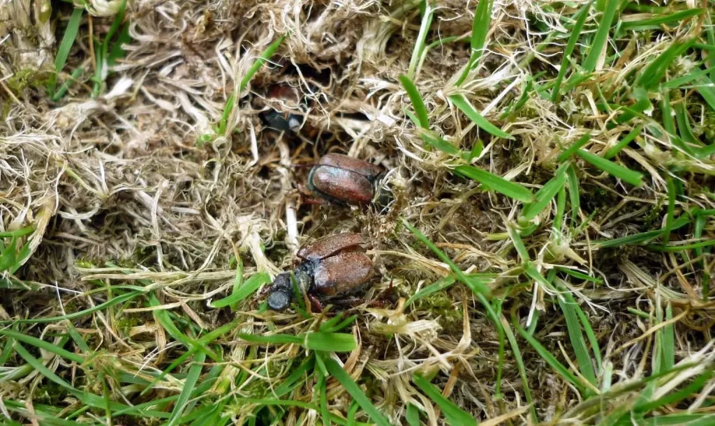 European chafer beetles emerging through dead and damaged turf in an Abbotsford Fraser Valley lawn.