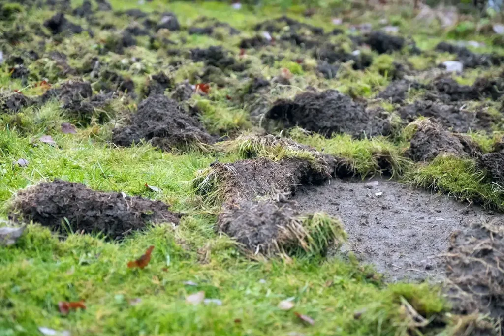 Chafer beetle lawn damage with turf torn up by animals searching for grubs in Fraser Valley residential yard